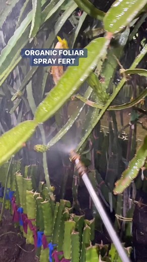 Organic Foliar spray fertilizer high in Potassium is usually sprayed to our plants to enhance flowering and fruit production | Victoria Farm