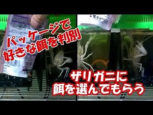 【ザリガニ飼育：餌やり風景】無精卵から無事に脱皮、そして爆食モード突入！