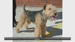 How to Brush and Deshed Your Lakeland Terrier: Essential Grooming Tips