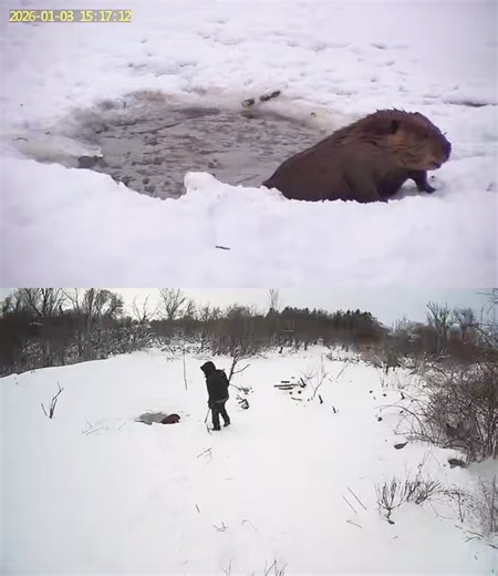 Tippy emerges from the ice to collect her treat. The Beavers have done so much to improve our sanctuary‘s wetland habitat. It’s the least we could do to thank her and help her and her family get through this harsh winter | Spring Farm CARES Nature Sanctuary
