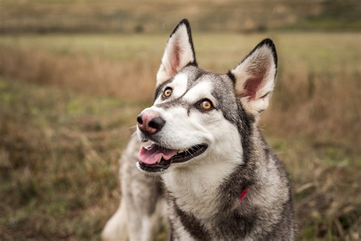 Rescue Dog Has 24 Hours Before Euthanasia—Then Life Changes in an Instant