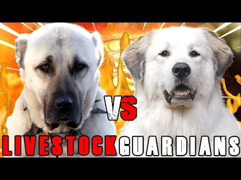 Kangal vs Great Pyrenees | Great Pyrenees vs Kangal | Powerful Guard Dog? | Billa Boyka |