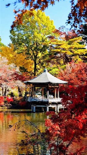 千葉トラベラー Chiba Japan Travel/Tourist Attractions on Instagram: "✈️⛩️詳細はここをタップ👈 今年も千葉を代表する紅葉の名所。 広大な敷地を彩るカエデやクヌギが見事。 赤、黄、緑のコントラストが池に映り込み、まさに絶景です。 パワースポットとしても知られるこの場所で、日常を忘れ、静かに色づく木々を眺める時間は格別。 成田山新勝寺参拝とセットで、心も体もリフレッシュできました。 ーーーーーーー施設情報ーーーーーーーーー 🔹：成田山公園 📍：千葉県成田市成田1 ⏰：HPをご確認ください 😴：ー ☎️：0476-22-2111 🐕：OK 🅿️：近隣有料P 🚻：あり 🛜：ー 💰：ー ※投稿時と情報が異なる場合がございます。 ☞詳しくは公式情報をご確認ください。 ーーーーーーーーーーーーーー 【千葉トラベラー】 千葉県の最大の観光メディアを目指し活動しております！ フォロー&いいね よろしくお願いします🙇‍♀️ 千葉房総のグルメを調べるなら →@mobara.gourmet ーーーーーーーーーーーーーーーーーーーー