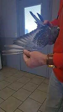 25-CBS-983 Dark check male.