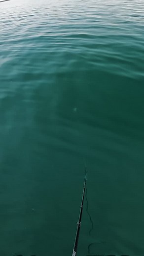 An awesome boat-side Musky to end the season! Was great to get back on the Great Lakes for one last trip, even better to be watch a fish like this. Being on the ice! #esox #musky #muskyfishing #muskiefishing #muskie #tackleindustries #vexan #alumacraftboats #alumacraft #fishingfreedom #fishitwell #simmsfishing #netbuddy #pike #fishfrostbite #waterland #muskyfrenzy #fingear #muskyfrenzy #quadlock | Ben Stone Fishing