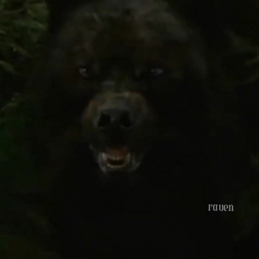 Sam Uley Twilight Wolves Edit