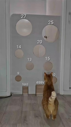 Cutekittylover on Instagram: "Hope you enjoy watching this edit of Leo growing up! I used a dedicated morphing software called Morphage. Unfortunately I’m not really good at it yet, but I wanted to show you this anyways. Can’t wait to morph different cat breeds 😻 #furryfritz #catographer #cat #kitten #orangecat #kittengrowth #catphotographer #timelapse #morph #morphlapse"