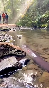 Python vs Electric Eel 🐍💥🌊 #animals #wildlife | Kapil Gaming
