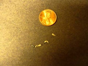 Live Tapeworm segments