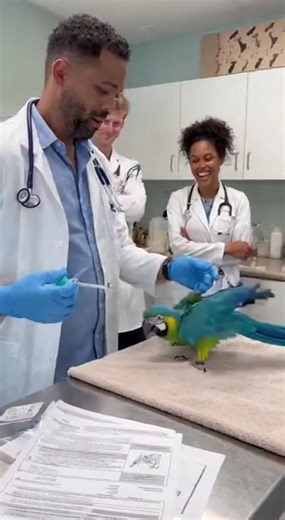 38K views · 589 reactions | Doctor with needle funny parrot 列 reaction check 藍. #talkingparrot #parrot #doctor #funny #pet #explorepage #fyp | Luna Panthra Baby | Facebook