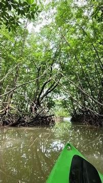 Let’s go explore 🛶 Mangrove forests are amazing – but when they are compounded with protections, a