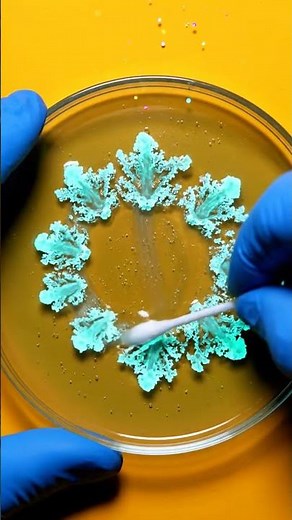 How Did This Petri Dish Turn Into Art?