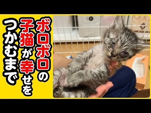 【感動】ボロボロで保護～さらにトライアル2回出戻りになった子猫が幸せな家猫になるまで【子猫保護 まとめ】