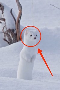 6.2K views · 186 reactions | Why This Cute Animal Turns White in Winter! #stoat #cuteanimals #factsyoudidntknow #wildanimals #animalkingdom #wildlife #winter #ermine | Moviez | Facebook