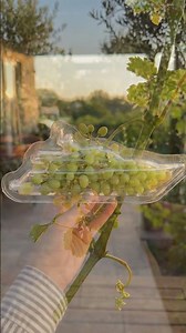 The Cleanest Way to Harvest Grapes You've Ever Seen 🍇 #satisfying