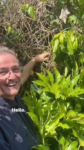 How can I tell which parts of my clematis Montana Rubén’s I’d dead ☠️ #clematis #climbingplants #gardening #gardentipsforbeginners for beginners 👍 | Dave The Plantman