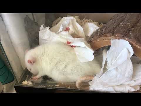 Mother Rat in Labor