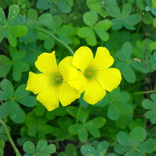 Oxalis Stricta 10 Seeds, Yellow Wood Sorrel, Lemon Clover, Sourgrass Plant, Edible Wild Herb, Groundcover Plant - Etsy