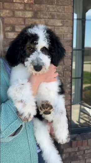Meet Eric! Our F1b Standard Bernedoodle Puppy - looking for his forever home! ❤️