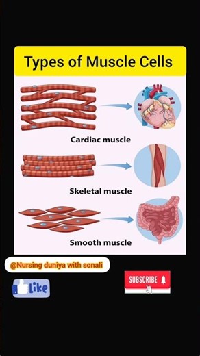 💥 types of muscle#type#muscle #medical#nursing#shorts