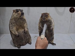 Two pot-bellied marmots stood still while I cleaned them.