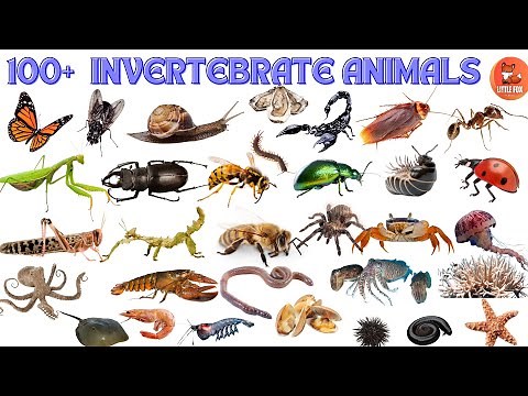 100 Amazing Invertebrates! 🐛🦀🦋 Discover a World Without Backbones! 🦀 #kidslearning #animals #insects
