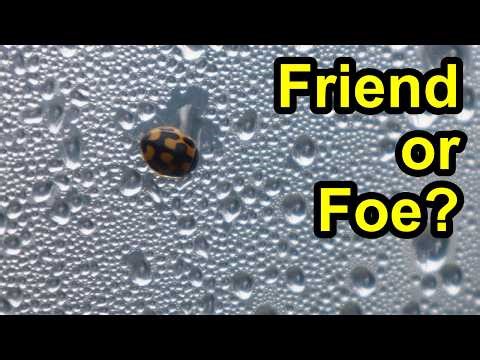 14-Spotted Ladybug Identification | Beneficial Garden Insect