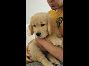 mini-MARLEY - puppy highlights!