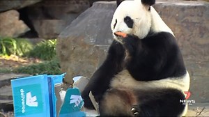1.5K views · 22 reactions | There are celebrations at Adelaide Zoo which is hosting a special party for a pair of its residents - Amelia Mulcahy has the birthday bash details. Send your weather videos and photos to 7NEWS Adelaide: m.me/7NEWSAdelaide #7NEWS | 7NEWS Adelaide | Facebook