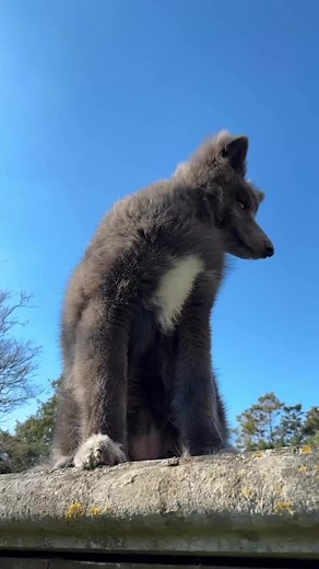 191K views · 11K reactions | She’s a real life Game of Thrones Direwolf  My Blue Wolf #gameofthrones #direwolf #bluewolf #bluewolfdog #wolfdog #wolf #wolves | My Blue Wolf | Facebook