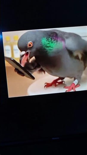 #pigeon #funny #scream #clap