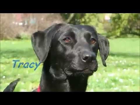 Field Trial Labrador Retriever- Tracy 2.