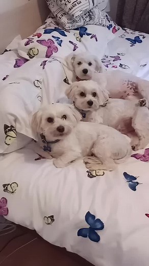 Three Adorable Fluffy Dogs in a Cozy Setting