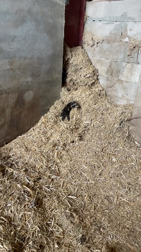 20K views · 10K reactions | Hey little guy | Peterson Farm Bros | Facebook