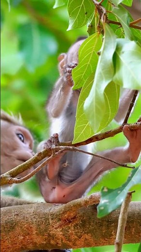Adorable Baby Monkey Moments 🐒🌿 | Cute Toque Macaque Exploring & Eating Leaves #monkeylove