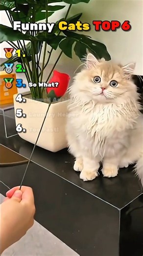 Top 6 Funny Cats (Wait for #1!) Part 24 🐱 #Shorts