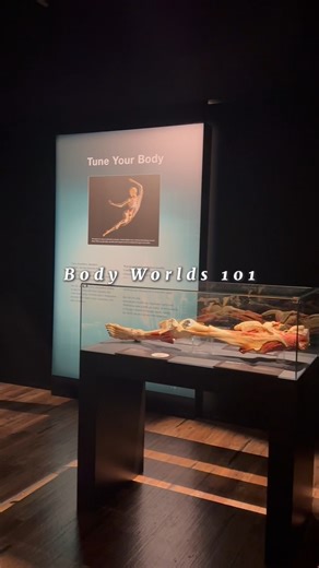 2.8K views | Visit the Body Worlds 101 exhibit this summer at The Health Museum and immerse yourself in the wonders of the human body. #TheHealthMuseum #BodyWorlds101 #BodyWorlds #MuseumExhibit #Health | The Health Museum | Facebook