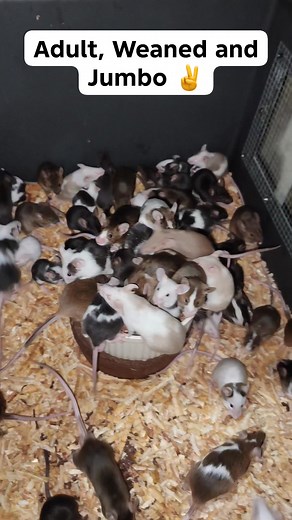 6.1K views · 26 reactions | #pets #feeder #BallPythonMeal #CornSnakeMeal #HognoseSnakeMeal #RodentsPH #DagangCostaPinas #DagangCosta #RatsAsPets #MiceAsPets #RodentsOfFacebook #Rodents #MiceOfFacebook #LiveFeeders #FrozenFeeders #Feeders #FoodForSmallSnake | Reptile Paradise by Job Daguman | Facebook