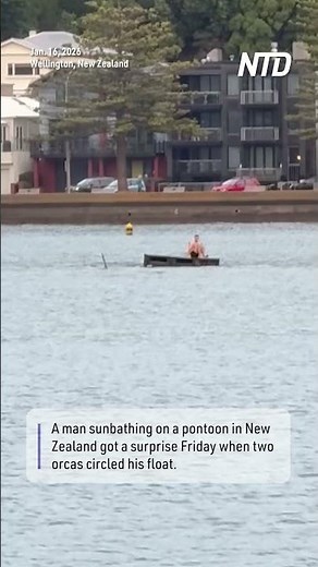 Sunbather on Pontoon Surprised by Orcas