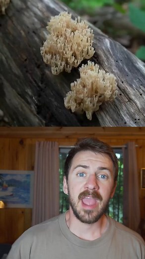17K views · 1.1K reactions | 3 Wild Foods to Forage in the Late Spring #foraging #mushrooms #plants #cottagecore # | Son of a Bear Herbs | Facebook