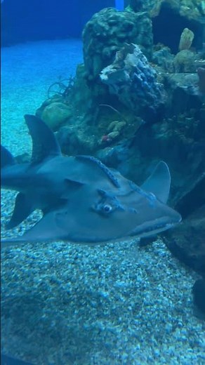 Disney’s Epcot - Finding Nemo Aquarium