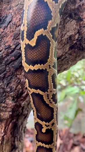 A reticulated python climbs up a tree.