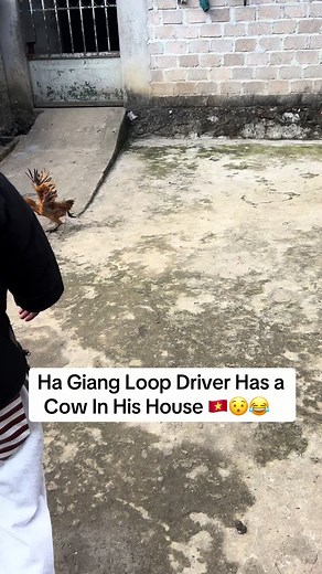 Cow in the House: A Ha Giang Loop Surprise