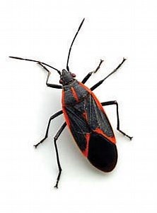 Wil-Kil Pest Control's Pest of the Month: Boxelder Bugs