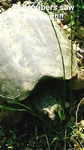 New Look at Ancient Enormous Turtle !!!!!