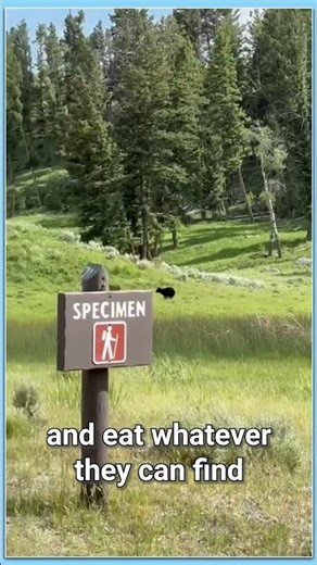 Hungry Bear Attacks Baby Deer - The Harsh Face of Nature | #animalshorts #wildlife