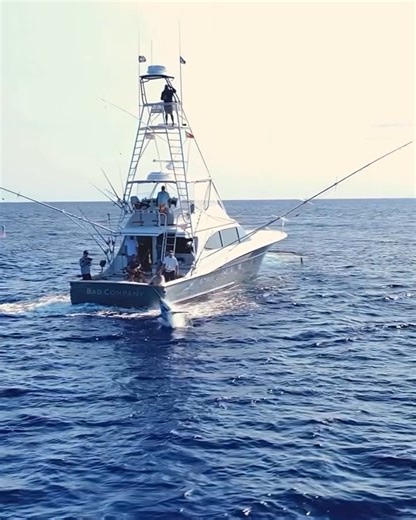 Azores - Blue Marlin behind Bad Company, filmed by @filmpacific | Billfish Report