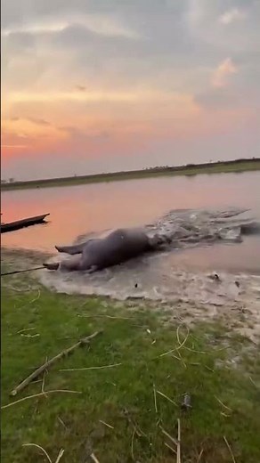 Hippo Hunt | The Raw Power of Africa’s Wild Waters | Thormählen & Cochran Safaris