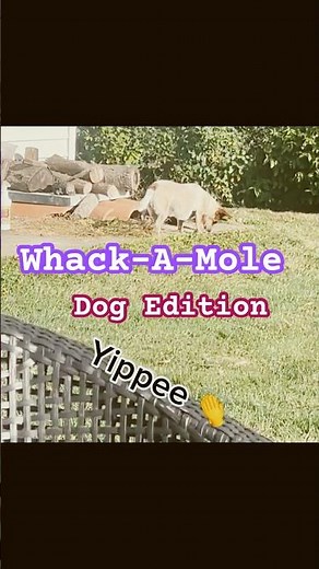 Whack-A-Mole Dig Dog Edition#rescuedog #nutmegthenut