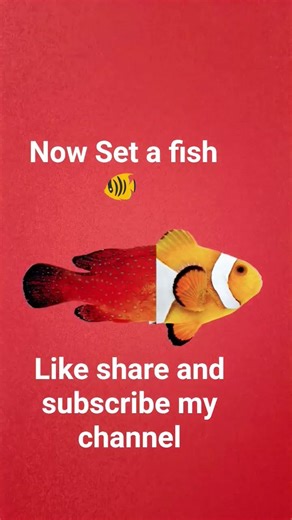 #rap set up this fish and task your complete now 😁